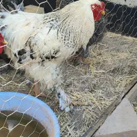 مرغ و خروس و جوجه برهما