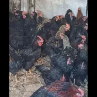 خروس ومرغ برای خرایت وچشم نظر تحویل درب منزل|حیوانات مزرعه|ساوه, |دیوار