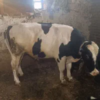 گوساله نر  گوشتی