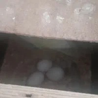 طوطی برزیلی|پرنده|اردبیل, |دیوار