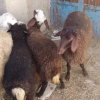 گوسفند. بره ماده نازار|حیوانات مزرعه|بروجرد, |دیوار