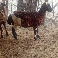 فروش کاور شیرازی ابستن ک ب زودی میزاد