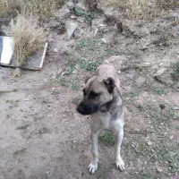 سگ نگهبان