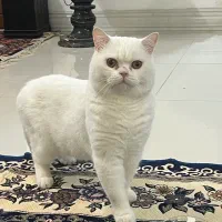 نر بریتیش اسکاتیش فقط برای جفتگیری|گربه|قم, چهل درخت‎|دیوار