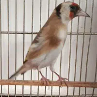 سهره ماده کارداده فروش ومعاوضه باجفت قناری