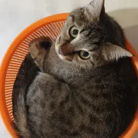 گربه های گمشده
