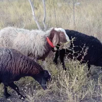 حیوانخانگی