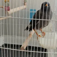 مرغ مینا سخنگو