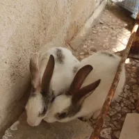 2عدد خرگوش چشم آبی زیبا ،آرام ،بامزه ،48 و56 روزه