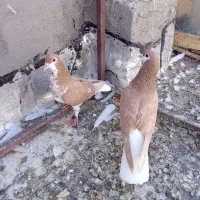 کبوتر نروماده سالم قشنگ|پرنده|میان جلگه, |دیوار