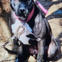 سگ پیت بول|سگ|قزوین, |دیوار