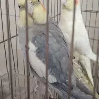 عروس هلندی . پرنده . عروس هلندی سرحال