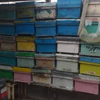 کندو،طبق رمکه