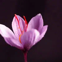 زعفران رضوی