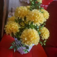 گل داوودی
