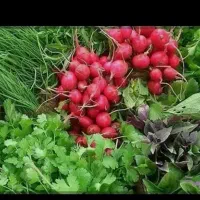 استخدام نیرو