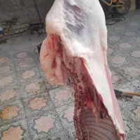 گوشت