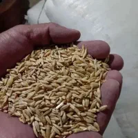جو محلی