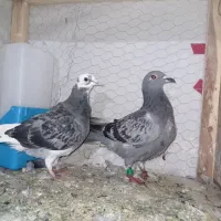 جوجه المانی