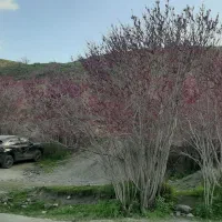 طبیعت گردی