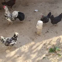 تخم مرغ گلین