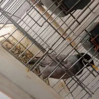 مرغ مینا|پرنده|مرودشت, فرهنگ|دیوار