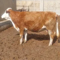 گاو|حیوانات مزرعه|ماهیدشت, |دیوار