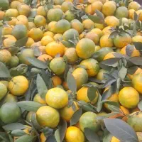 نارنگی ژاپنی زیر قیمت
