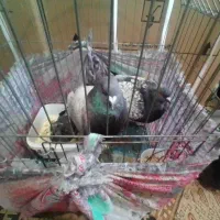 کبوترطاووسی..طوطی‌ملنگو