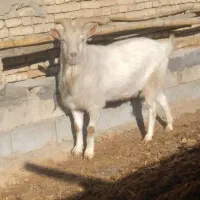 دبر|حیوانات مزرعه|شیدا, |دیوار