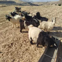 بیگ دوبوری داشتی|حیوانات مزرعه|لالی, |دیوار