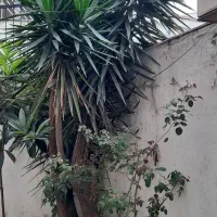 درخت یوکا ۲۰ساله