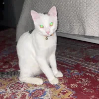 واگذاری گربه