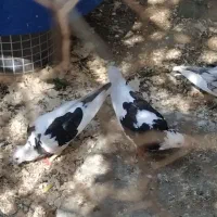 فروش پرنده