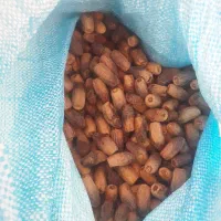 سنگ شکن تازه بزمان