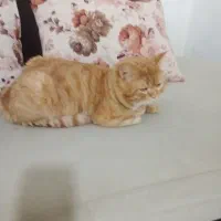 گربه پرشین و اسکاتیش|گربه|مشهد, شهرک مهرگان|دیوار