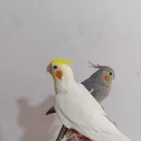 عروس هلندی