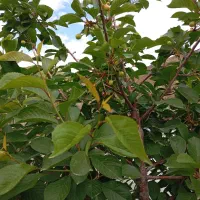 باغ-باغچه-نقلی-216-م-شهریار-قدس-باباسلمان