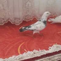 کله دم و پلاکی|پرنده|کارزان, |دیوار