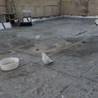 کبوتر پرشی۲۰۰