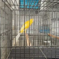 قناری رسمی بلند|پرنده|سبزوار, جوادیه غربی|دیوار