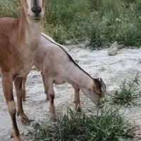 بز نژاد صلاله اهویی مخصوص ارتقای نسل و نژاد