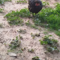 مرغ|حیوانات مزرعه|مسجد سلیمان, |دیوار