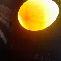 تخم عروس هلندی .|پرنده|تهران, مشیریه|دیوار