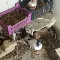 کبوتر افغانی ماده سرخ نر سیاه|پرنده|تربتحیدریه, آسایش|دیوار