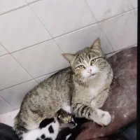 گربه.لطفا بخونید