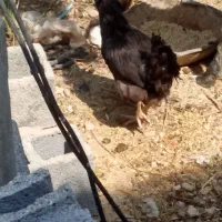 مرغ وخروس