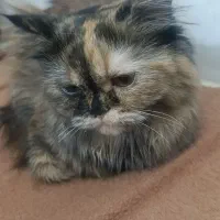 گربه پرشین یک سال ماده  اماده برای جفت گیری