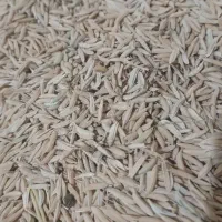 برنج فجر