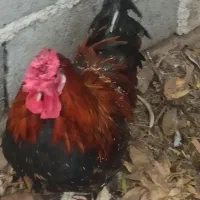 خروس سلطان ،گلین ، گلپایگانی